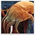 Las Vegas Carpet Cleaning Health